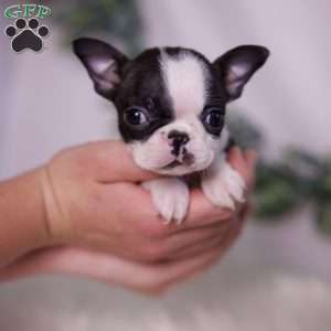 Wilma (Tiny), Boston Terrier Puppy